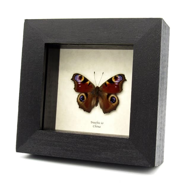 Real red Peacock butterfly framed taxidermy - Inachis io