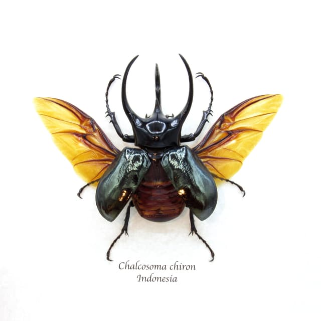 Real XXL Rhinoceros beetle framed taxidermy - Chalcosoma chiron