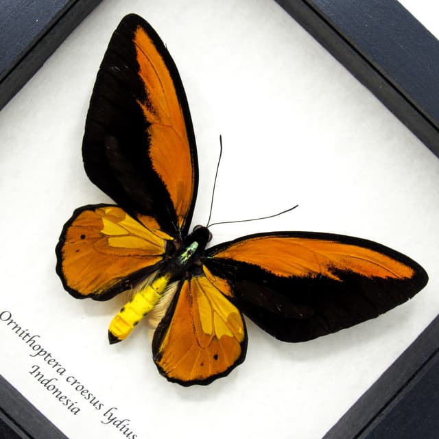 Real XXL Birdwing butterfly framed taxidermy - Ornithoptera croesus lydius - 5.7 inch wingspan - minor damage/repair