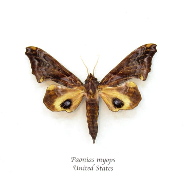 Real Small-eyed Sphinx moth framed taxidermy - Paonias myops