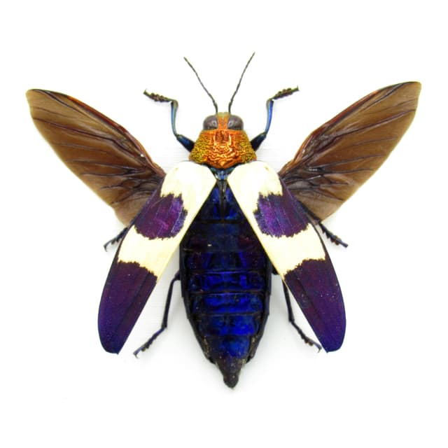 Real metallic purple beetle framed taxidermy - Chrysochroa buqueti rugicollis