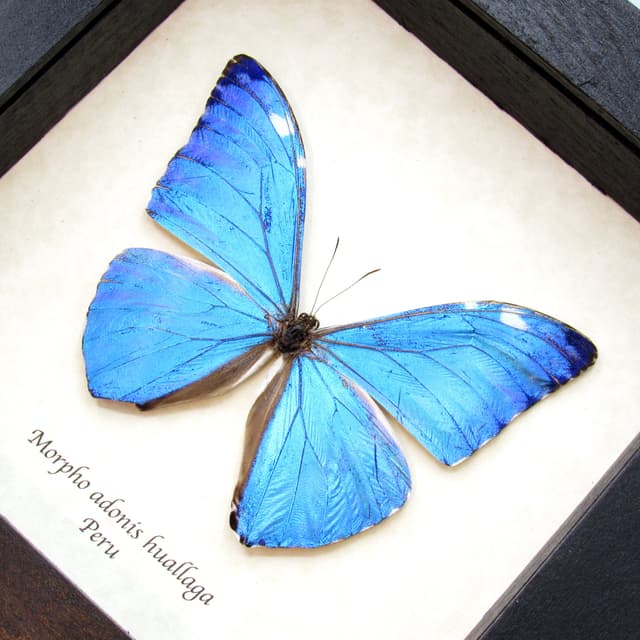 Real iridescent blue butterfly framed taxidermy - Morpho adonis huallaga