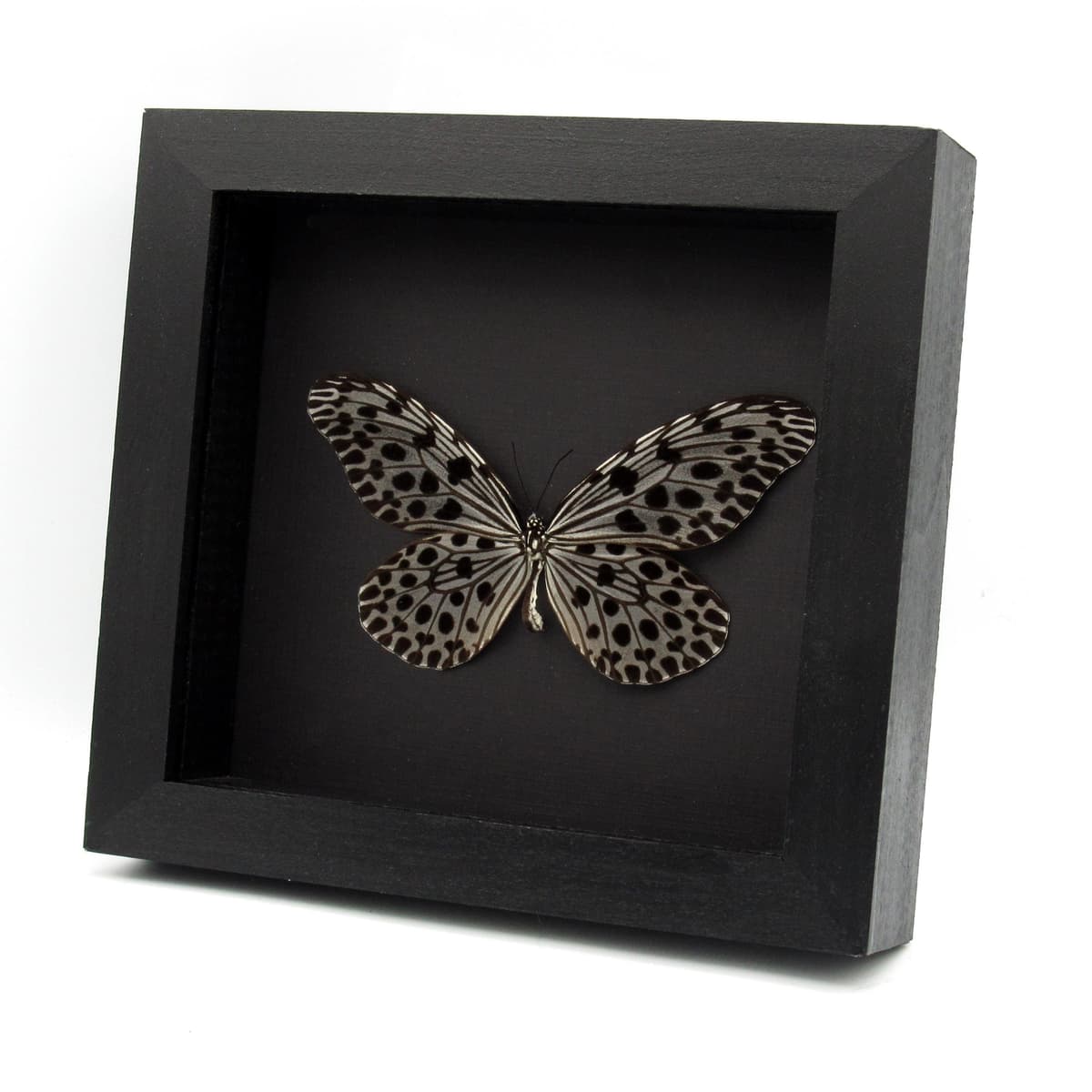 Real Tree Nymph butterfly framed taxidermy - Idea stolli