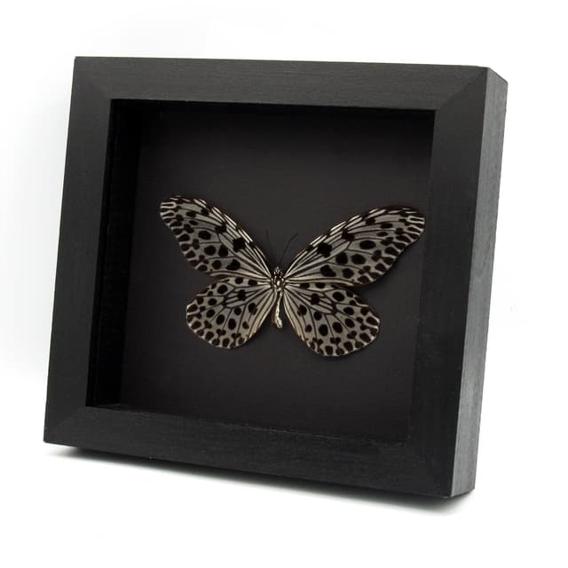 Real Tree Nymph butterfly framed taxidermy - Idea stolli
