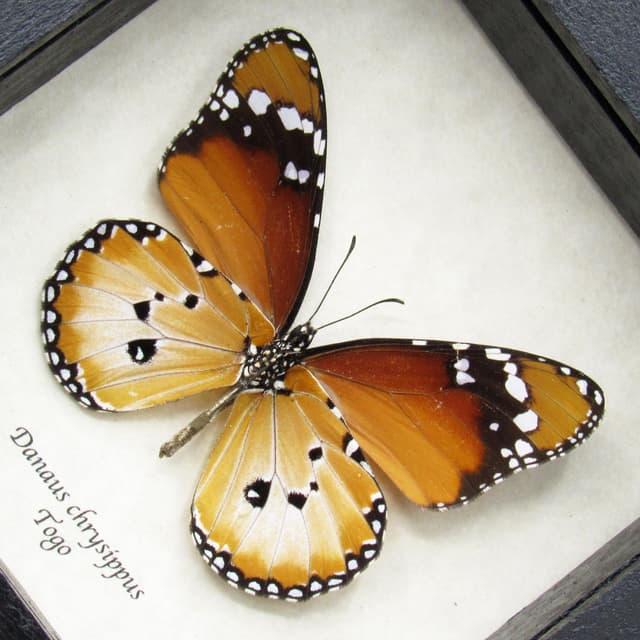 Real African Queen butterfly framed taxidermy - Danaus chrysippus