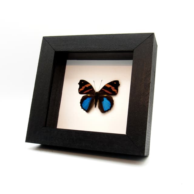 Real metallic blue butterfly framed taxidermy - Epiphile orea