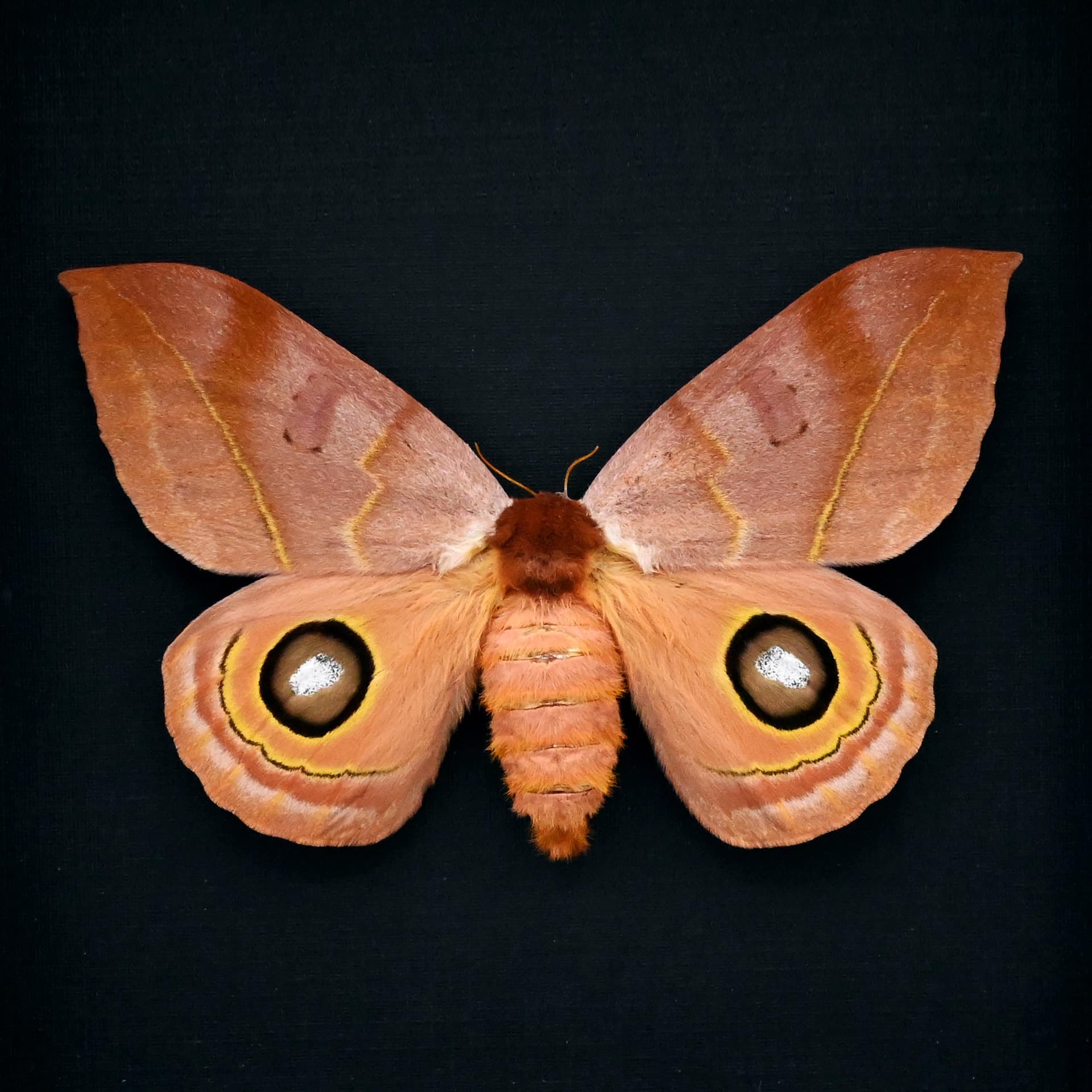 Real Large Saturn moth framed taxidermy - Automeris tridens - large female