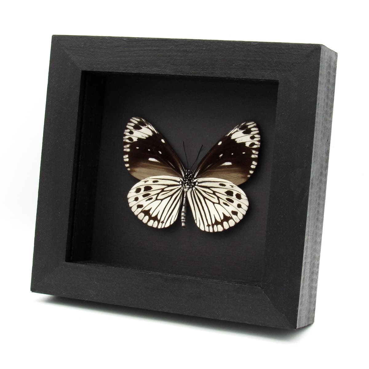 Real black and white butterfly framed taxidermy - Euploea tobleri