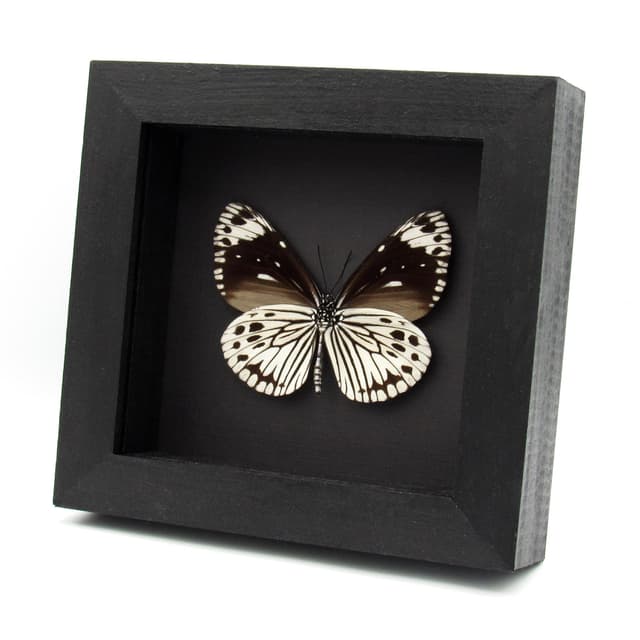 Real black and white butterfly framed taxidermy - Euploea tobleri