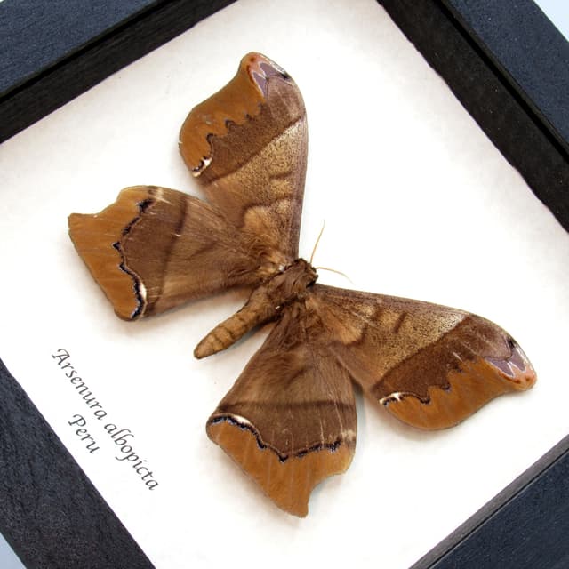 Real large Saturn moth framed taxidermy - Arsenura albopicta