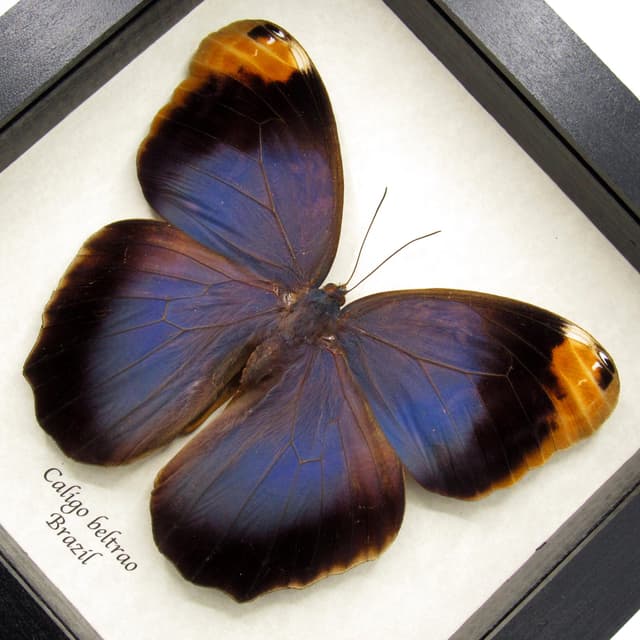 Real GIANT purple Owl Butterfly framed taxidermy - Caligo beltrao