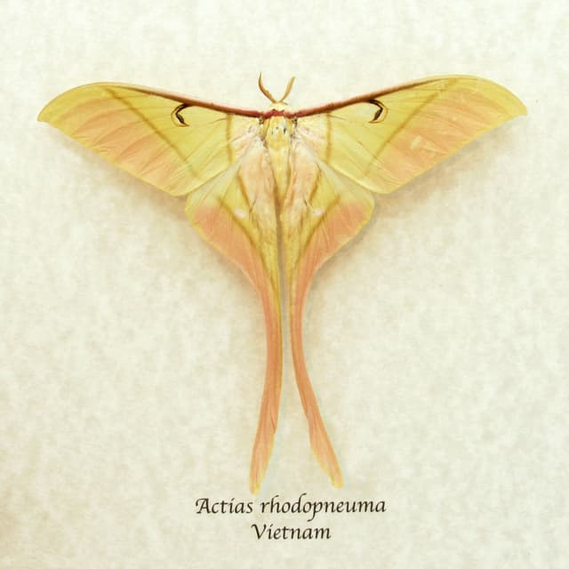Rare large Pink Spirit moth framed taxidermy - Actias rhodopneuma - Victorian mount