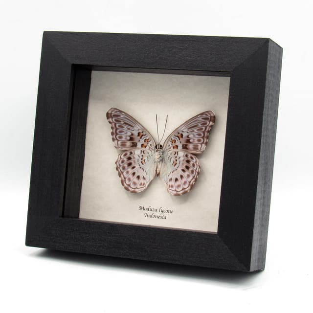 Real lavender butterfly framed taxidermy - Moduza lycone