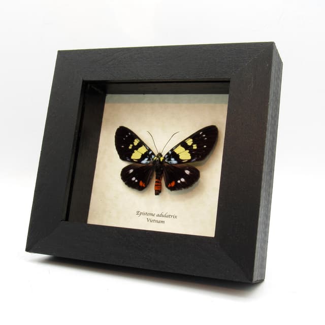 Real Noctuid moth framed taxidermy - Episteme adulatrix