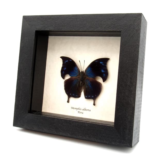 Rare Blue Hatchet Wing butterfly framed taxidermy - Memphis alberta