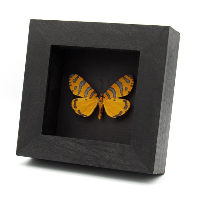 Rare framed taxidermy Tiger Moth - Amphicallia bellatrix