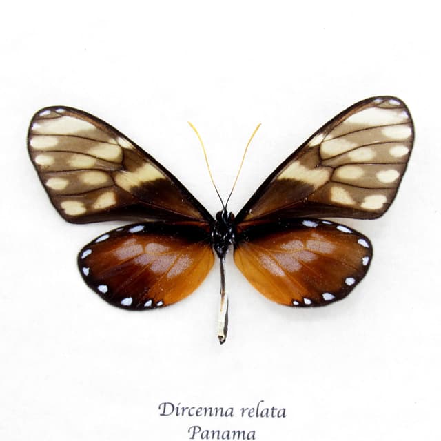 Real Glasswing butterfly framed specimen - Dircenna relata - female
