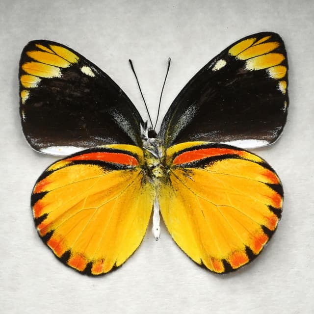 Real yellow butterfly framed taxidermy - Cepora laeta