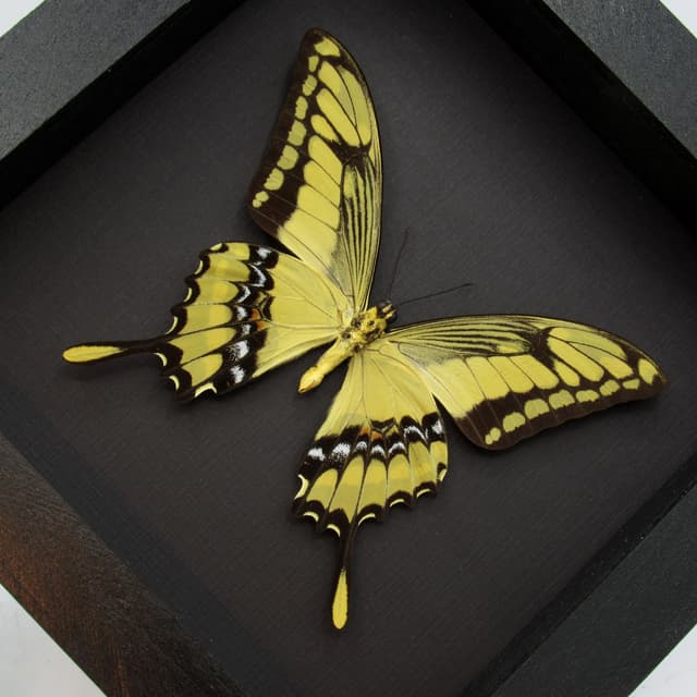 Real Giant swallowtail butterfly framed taxidermy - Papilio thoas