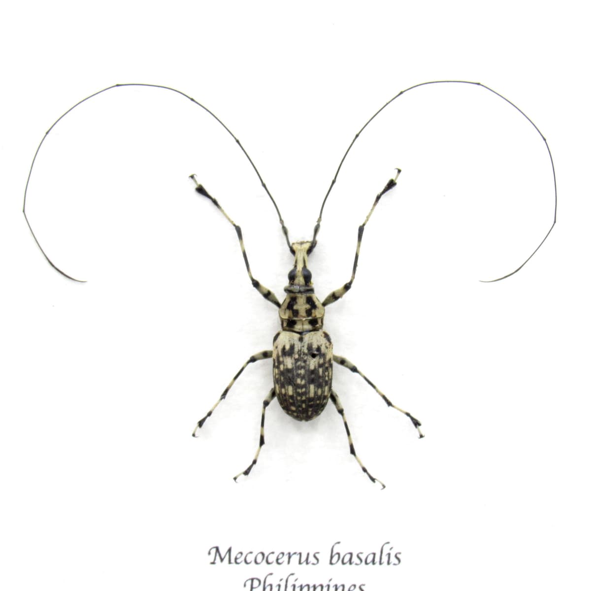 Real Fungus Weevil framed taxidermy - Mecocerus basalis