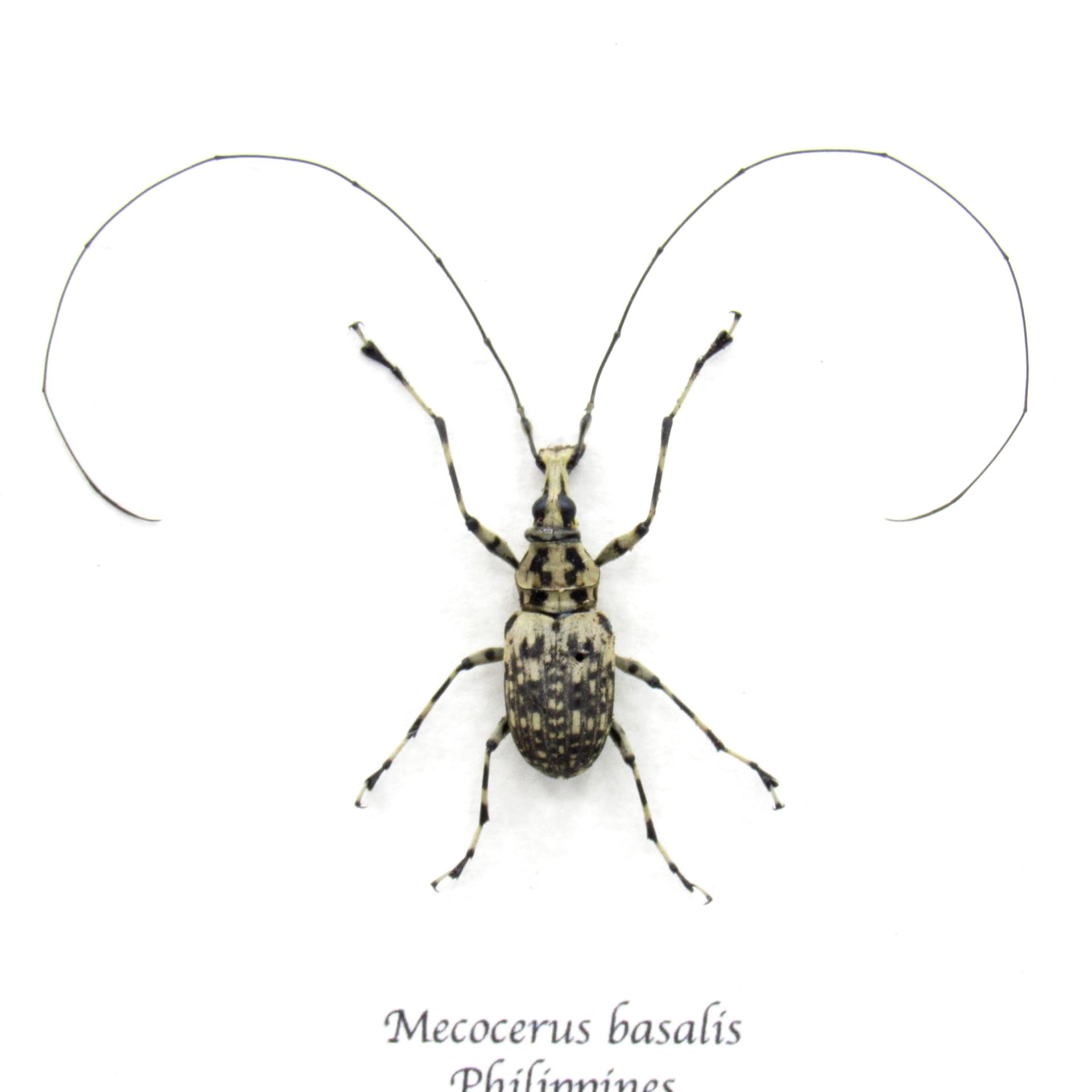Real Fungus Weevil framed taxidermy - Mecocerus basalis