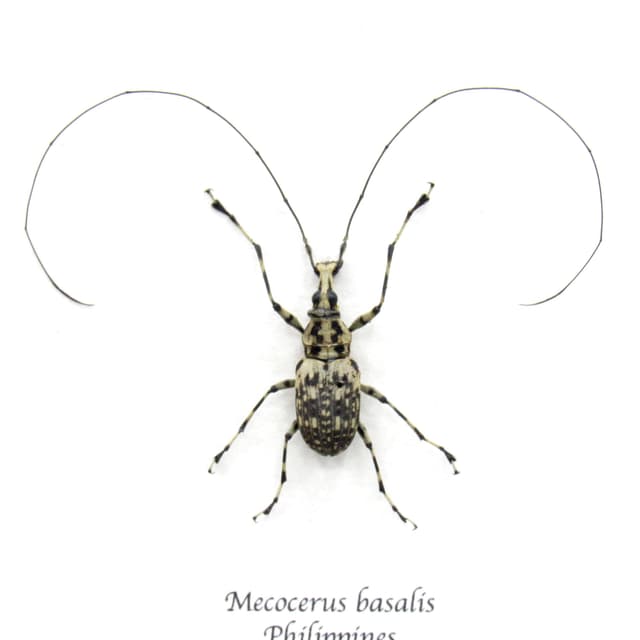 Real Fungus Weevil framed taxidermy - Mecocerus basalis