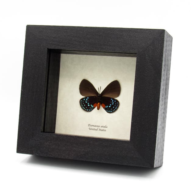 Real Coontie Hairstreak butterfly framed taxidermy - Eumaeus atala