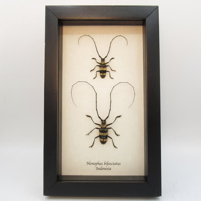 Real longhorn beetles framed taxidermy - Nemophas bifasciatus (M+F pair)