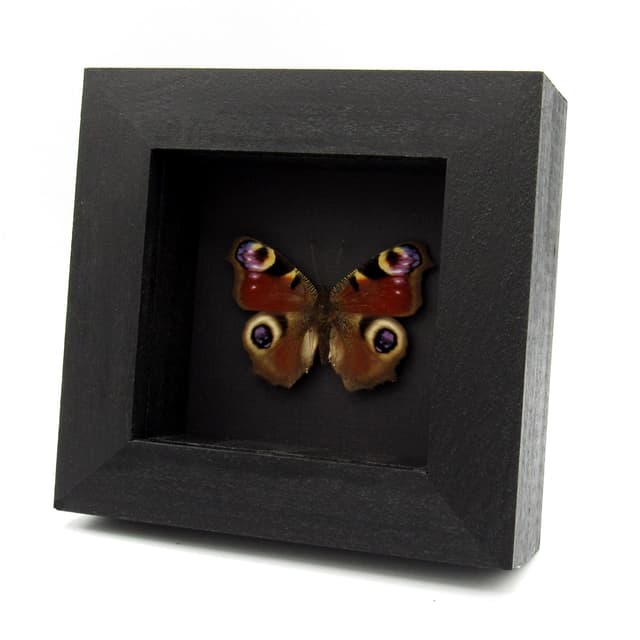 Real red Peacock butterfly framed taxidermy - Inachis io