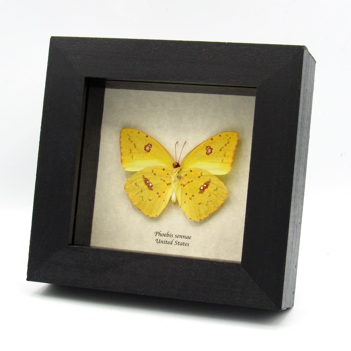 Real yellow Cloudless Sulphur butterfly framed taxidermy - Phoebis sennae - female