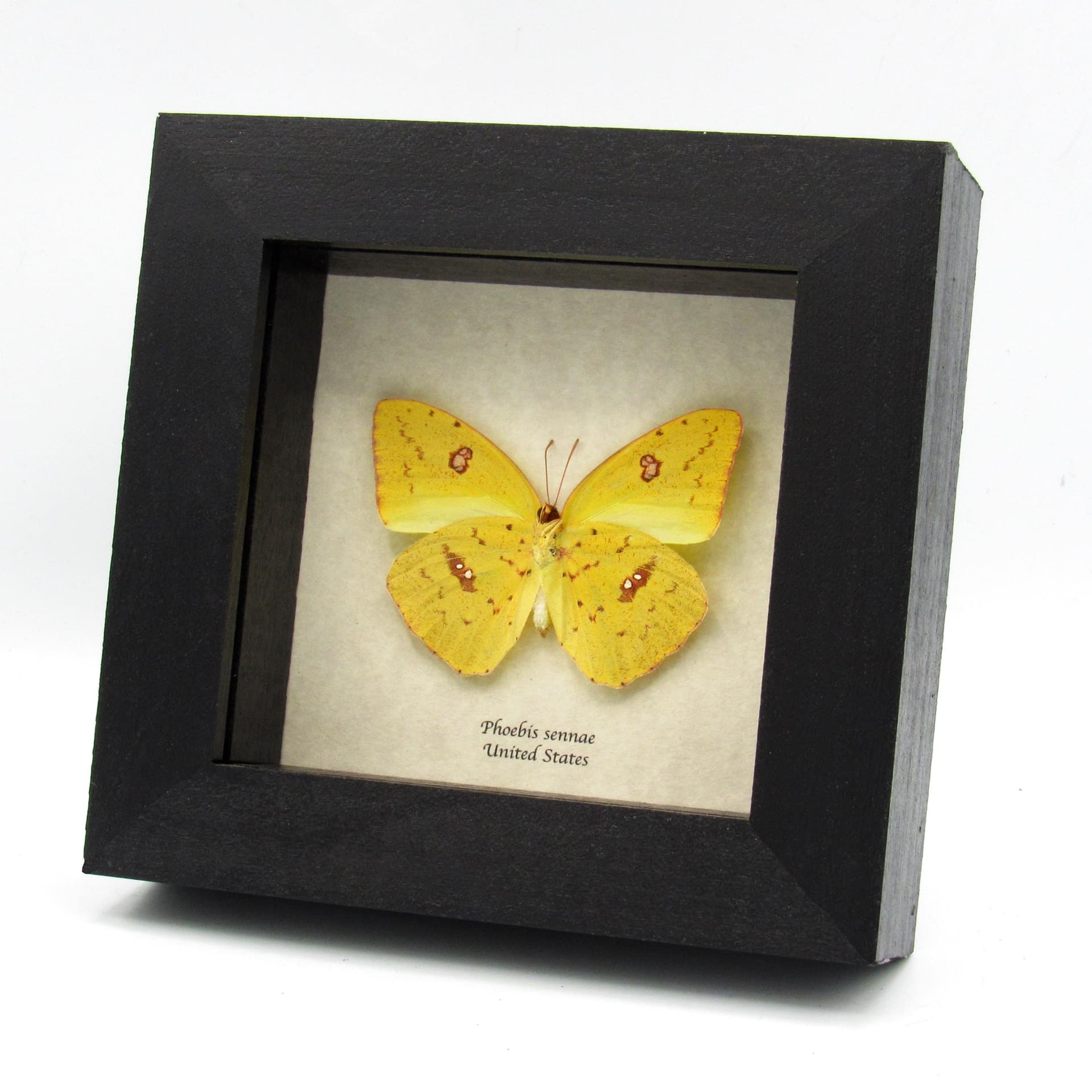 Real yellow Cloudless Sulphur butterfly framed taxidermy - Phoebis sennae - female