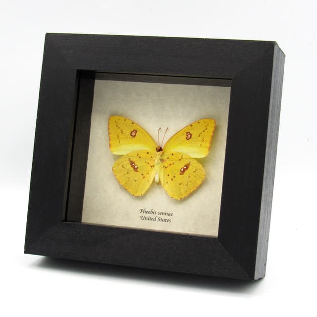 Real yellow Cloudless Sulphur butterfly framed taxidermy - Phoebis sennae - female