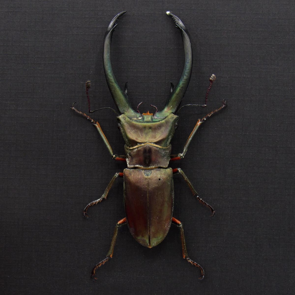 Real giant Stag beetle framed taxidermy - Cyclommatus elaphus