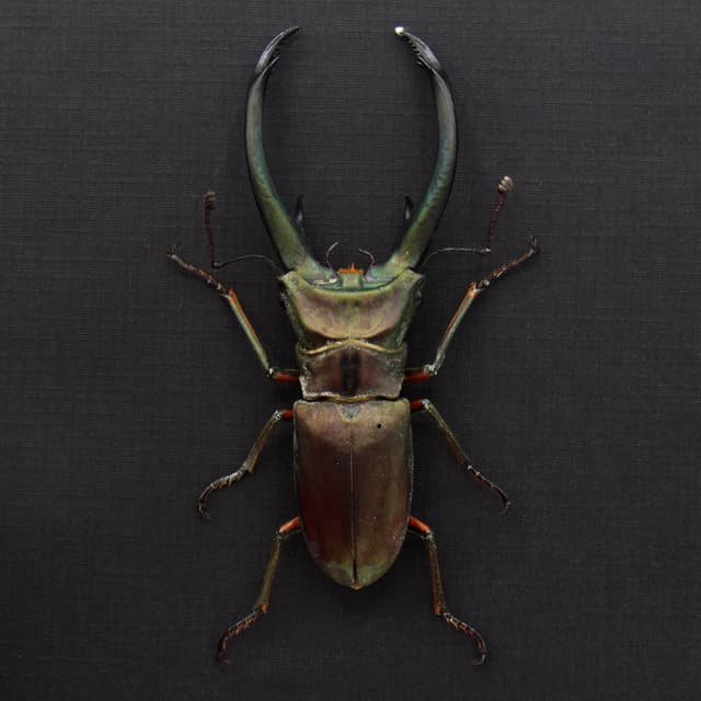 Real giant Stag beetle framed taxidermy - Cyclommatus elaphus
