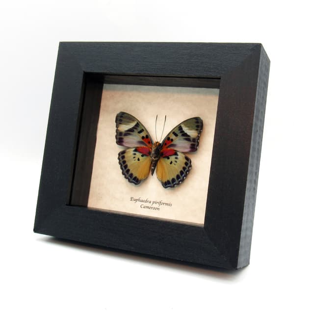 Rare Themis Forester butterfly framed taxidermy - Euphaedra piriformis