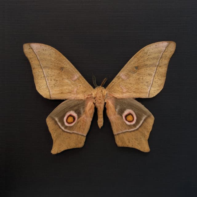 Large real Saturn moth framed taxidermy - Imbrasia epimethea