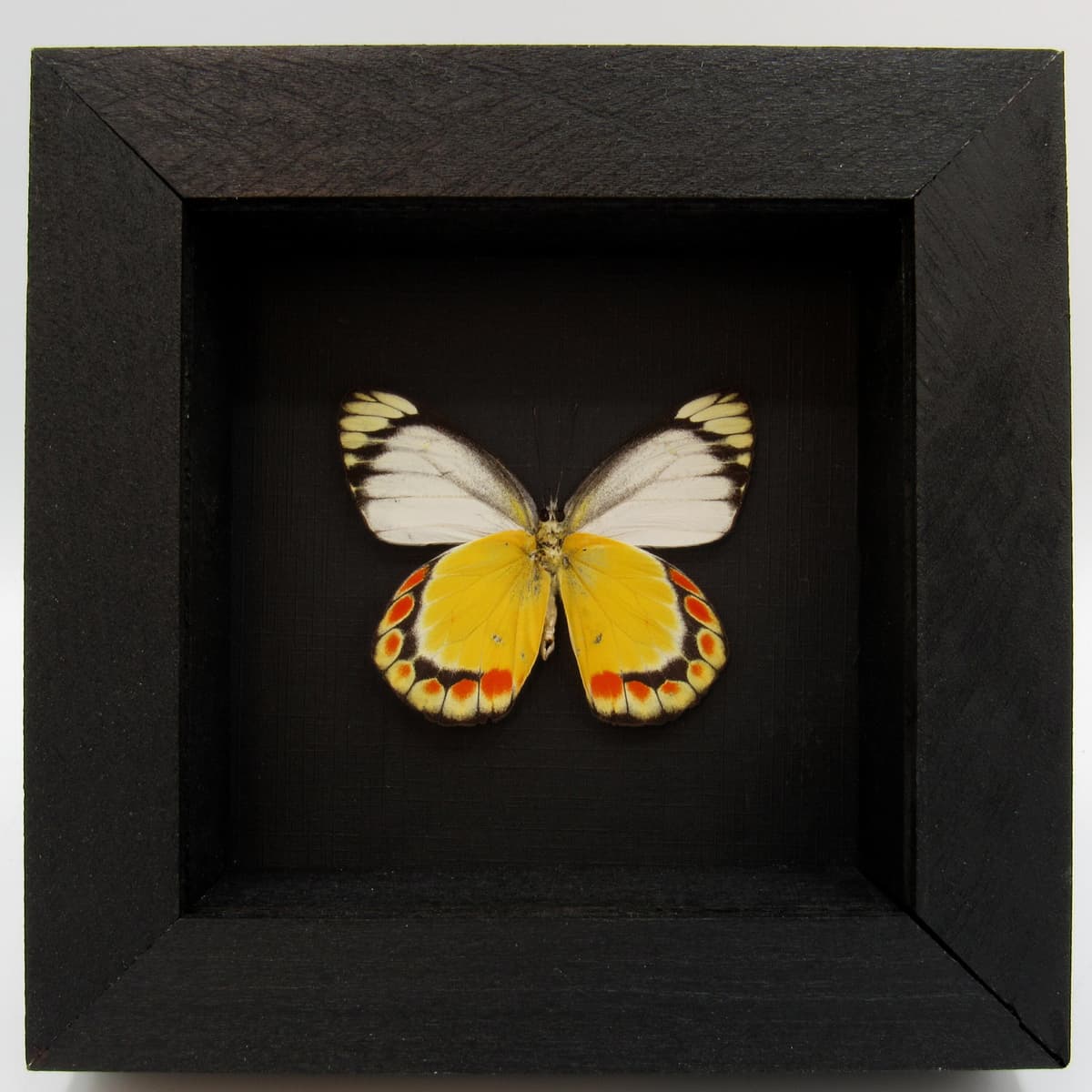 Real yellow butterfly framed taxidermy - Delias fasciata