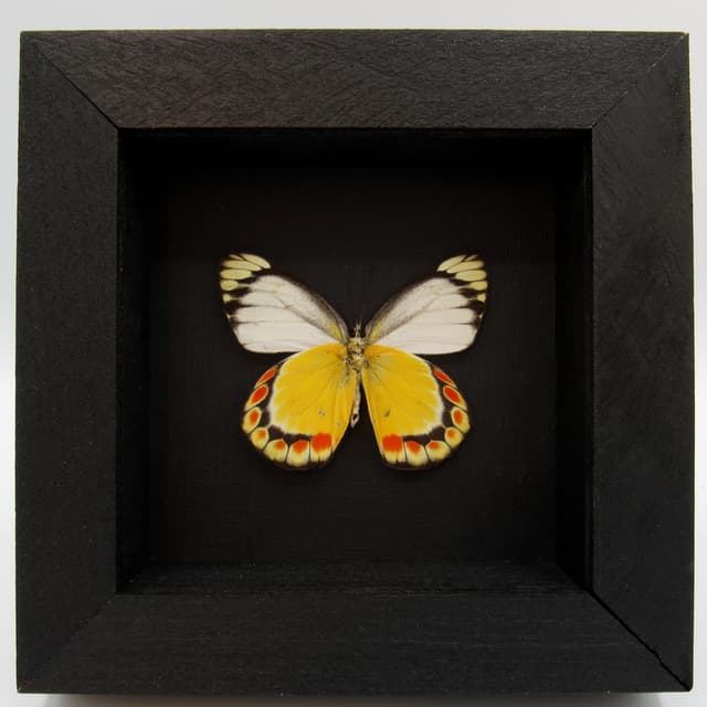 Real yellow butterfly framed taxidermy - Delias fasciata