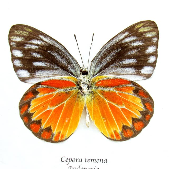 Real orange butterfly framed taxidermy - Cepora temena