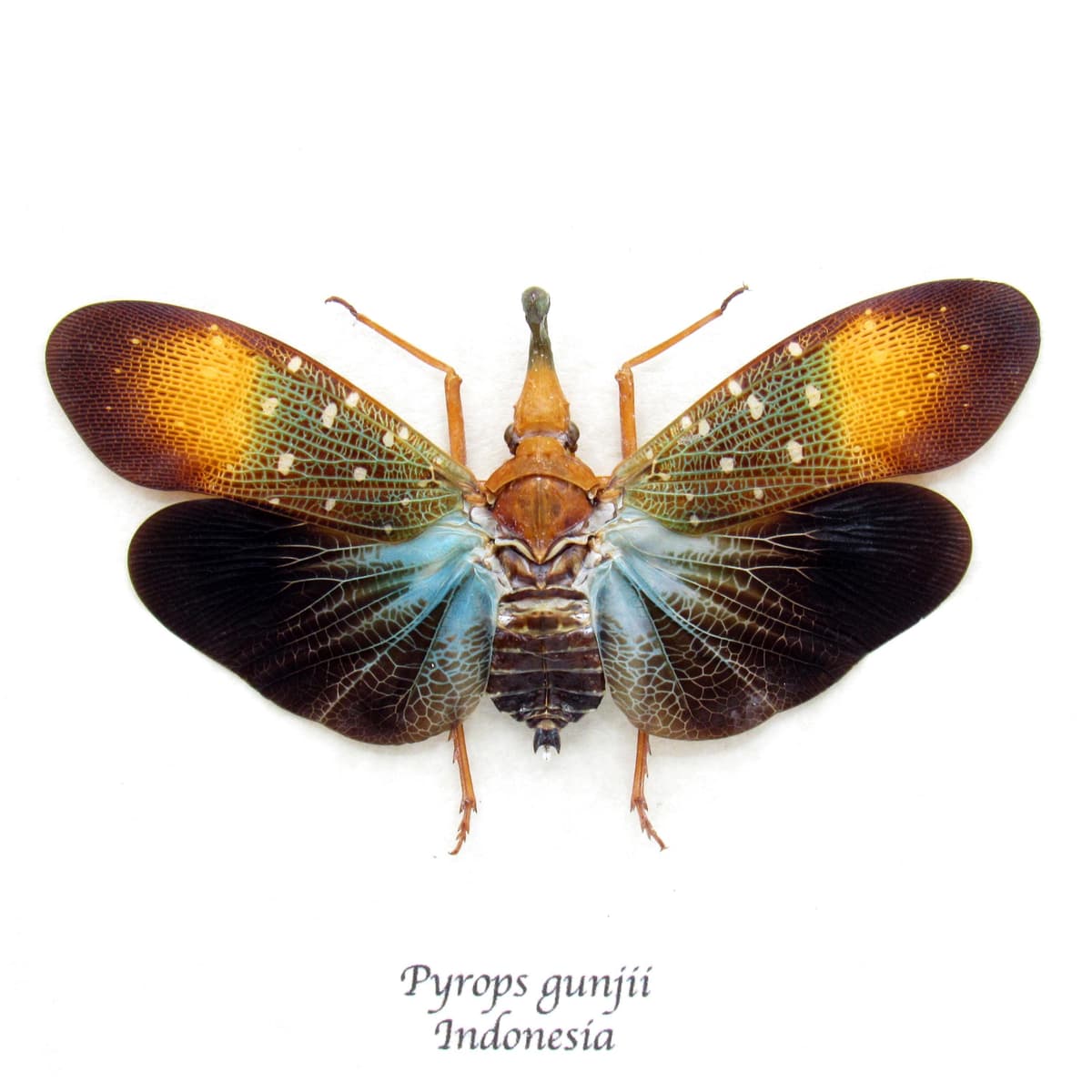 Real Blue Lanternfly framed taxidermy - Pyrops gunjii