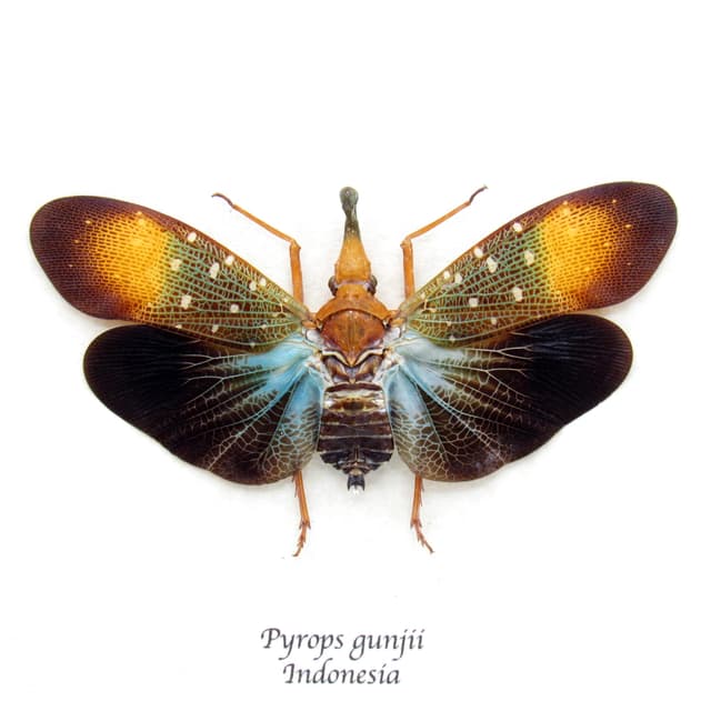 Real Blue Lanternfly framed taxidermy - Pyrops gunjii