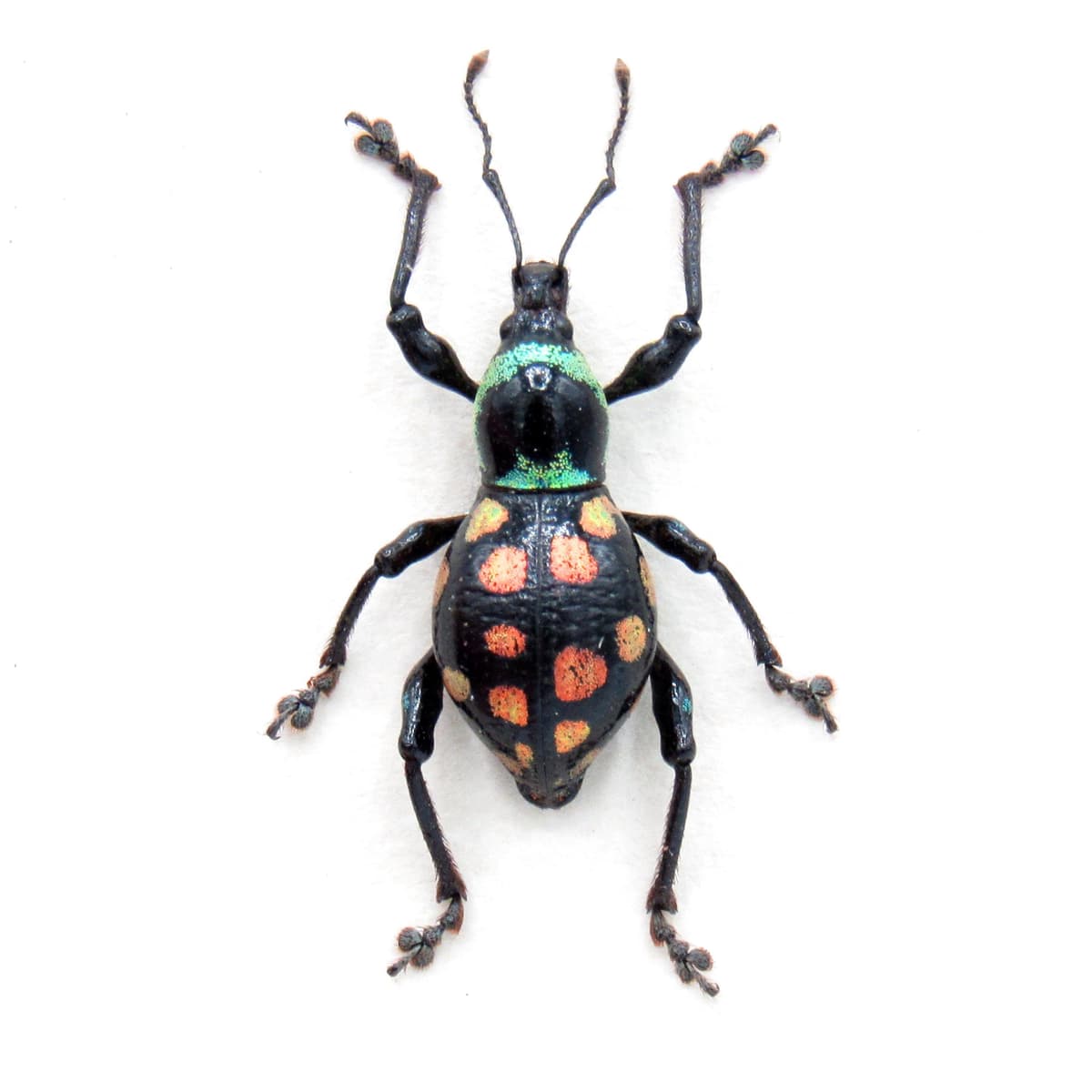 WEEVIL MANIA!  Real pink beetle framed taxidermy - Eupyrgops species