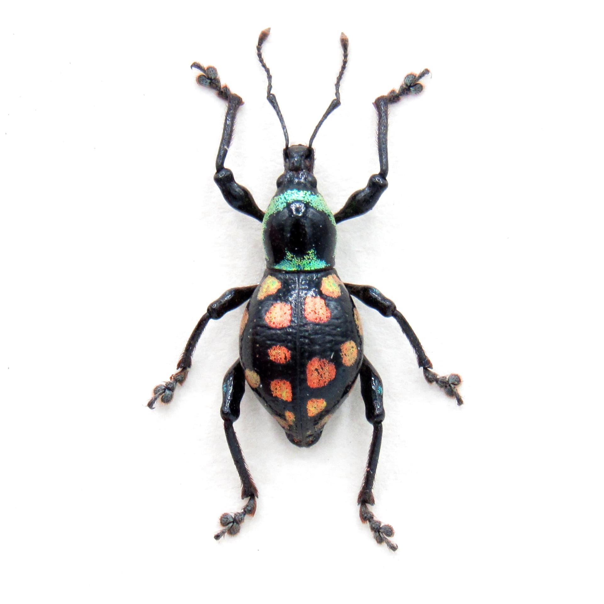 WEEVIL MANIA!  Real pink beetle framed taxidermy - Eupyrgops species