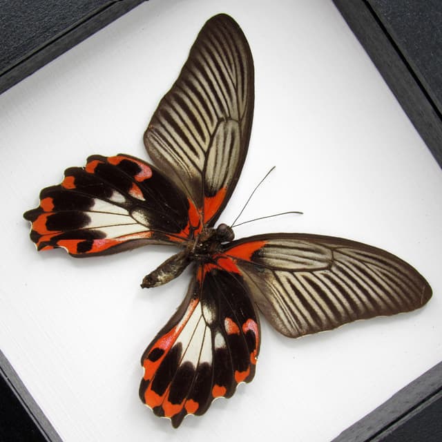 Large red Swallowtail butterfly framed taxidermy - Papilio rumanzovia - female