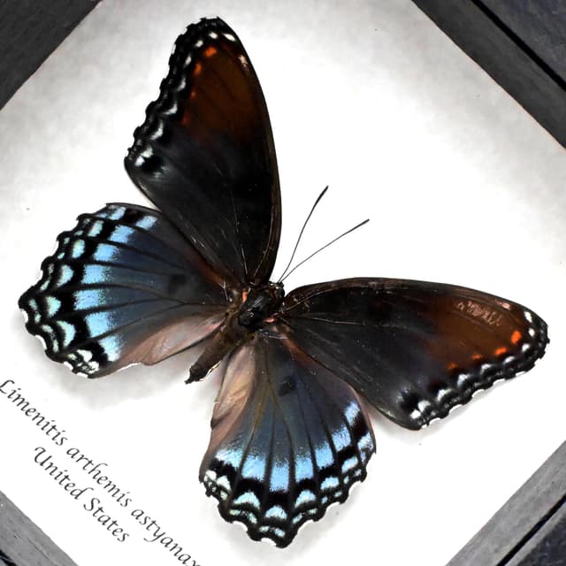 Large female "Red-spotted Purple" butterfly framed taxidermy - Limenitis arthemis astyanax