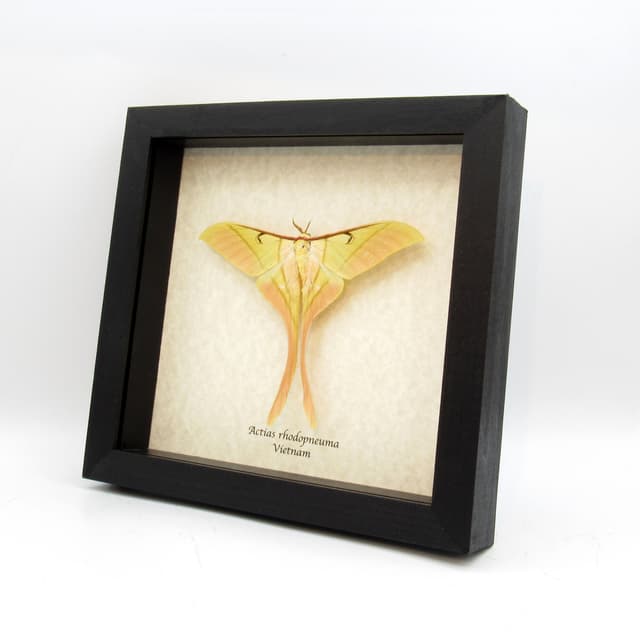 Rare large Pink Spirit moth framed taxidermy - Actias rhodopneuma - Victorian mount