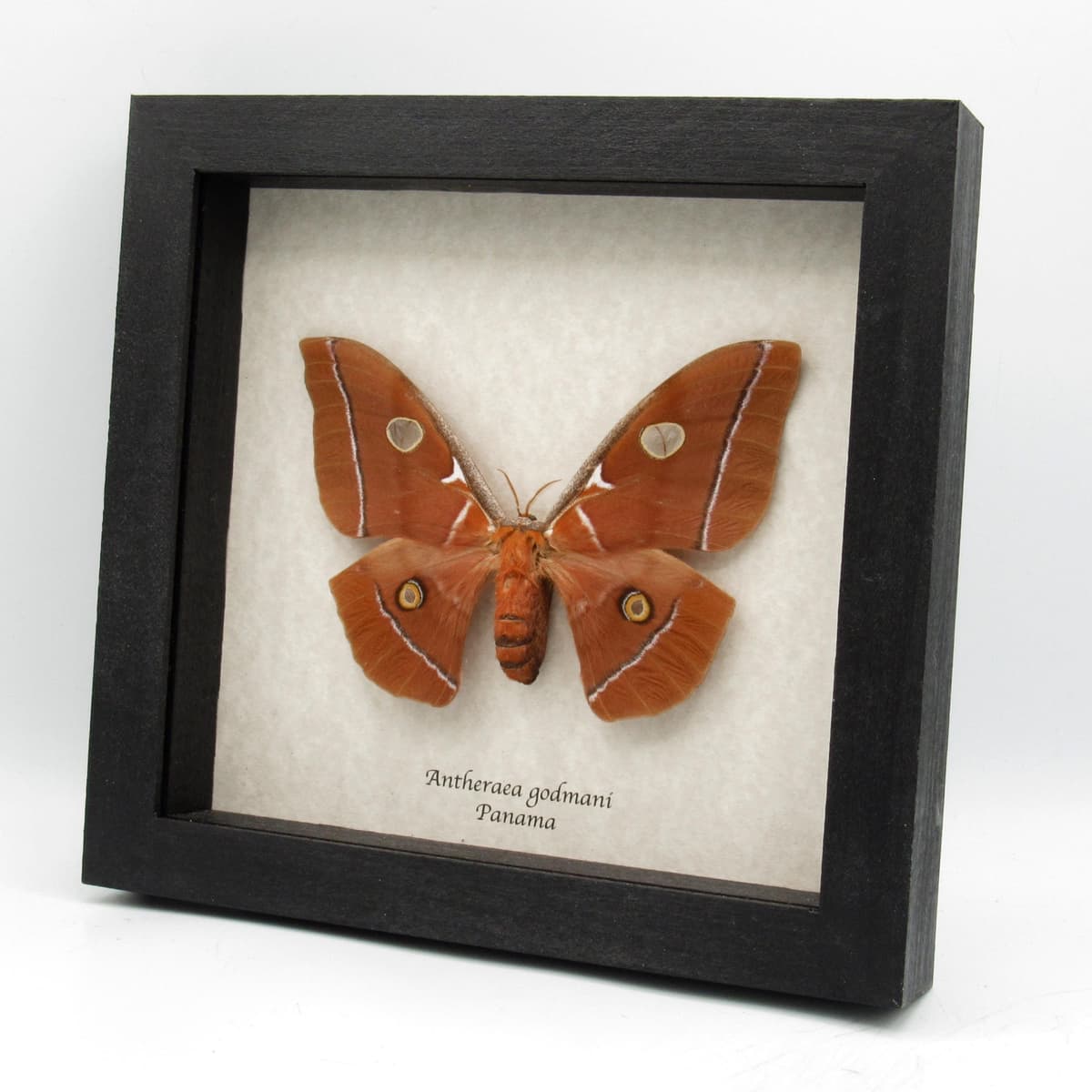 Very rare Giant Godman's Silkmoth framed taxidermy - Antheraea godmani - female