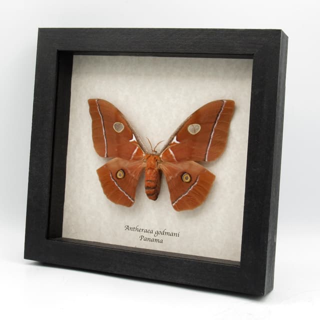 Very rare Giant Godman's Silkmoth framed taxidermy - Antheraea godmani - female