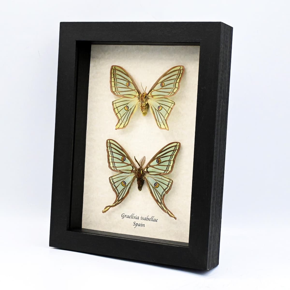 Rare Spanish Moon moths framed - Graellsia isabellae - M+F pair
