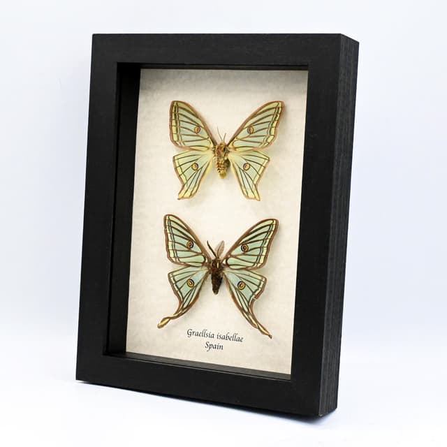 Rare Spanish Moon moths framed - Graellsia isabellae - M+F pair